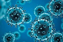 Corona Virus