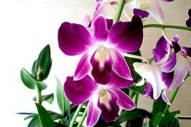 orchid