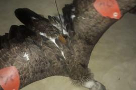 vulture