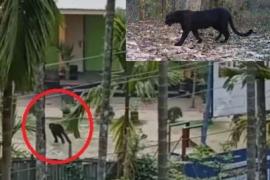 Black Panther