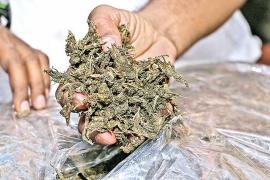 Ganja Seized