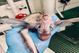 sea fish