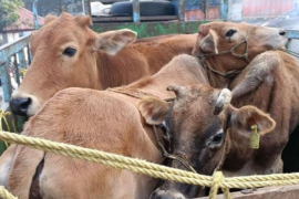 cow mafia