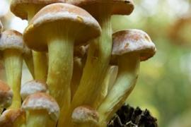 Mushrooms