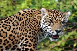 leopard