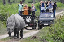 kaziranga rhino