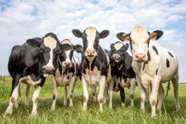 cow