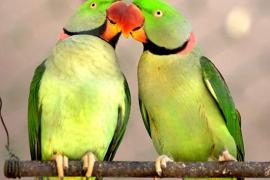 Pair Of Parrots