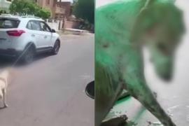 Dog Torture 