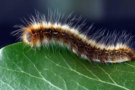 Caterpillars