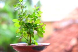 vastu tips for home