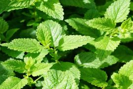 Mint Leaves