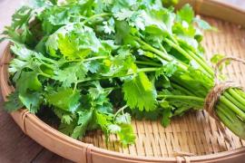 Coriander