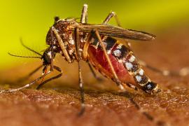 Dengue
