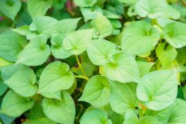 Fish Mint
