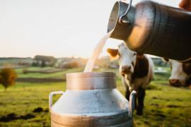 Cow Milk