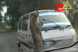 Tiger Attack 