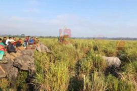 Kaziranga