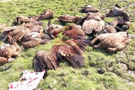 Vulture