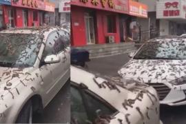 ৰাস্তাৰ কাষত ৰখাই থোৱা গাড়ীৰ ওপৰত বহুতো জোক দেখিবলৈ পোৱা গৈছে। ইয়াৰ বাহিৰেও, ৰাস্তাত শ শ জোক পৰি থকা দেখা গৈছিল। 
