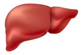 Liver