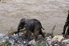 ভাৰত-ভূটান সীমান্তৰ বগামাটিত আৱদ্ধ হাতী পোৱালি