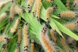 বঙাইগাঁৱৰ মাণিকপুৰত বিছাৰ উপদ্ৰৱ