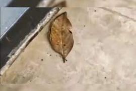 DRY LEAF