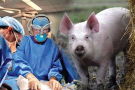 pig