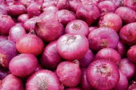Onion 