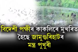Jamugurihat Migratory Bird 