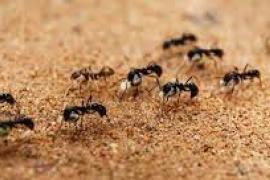 Ants