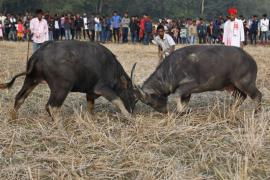Buffalo fight