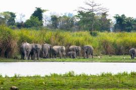 Elephant