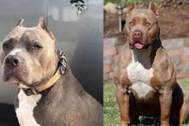 pitbull