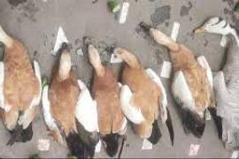 migratory