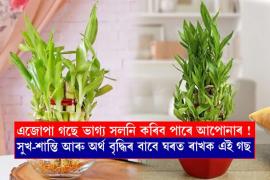 lucky bamboo