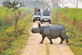 kaziranga
