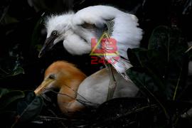 egrets