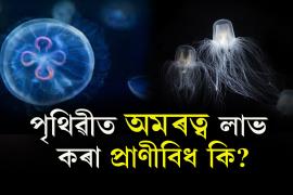 jellyfish