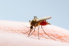 Japanese encephalitis 