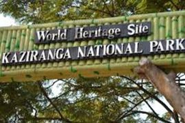 kaziranga