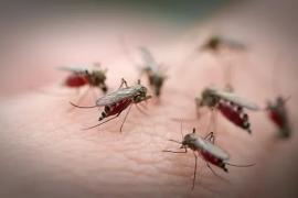 mosquito