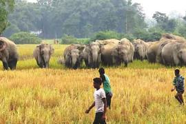 Man Elephant conflict