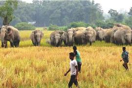 Elephant menace in rongapara