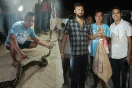 Python Rescued