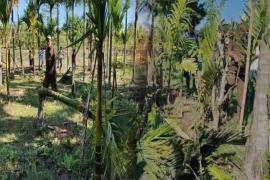 Man Elephant conflict