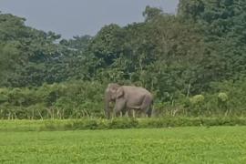 Elephant menace