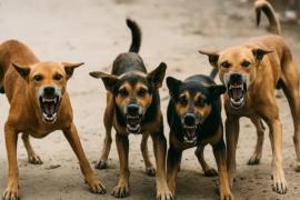 झारखंड के लातेहार में आवारा कुत्तों का कहर!