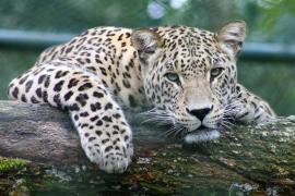 বেঙ্গালুরুর কাছে অবৈধ খননে লেপার্ড নিধনে তোলপাড়